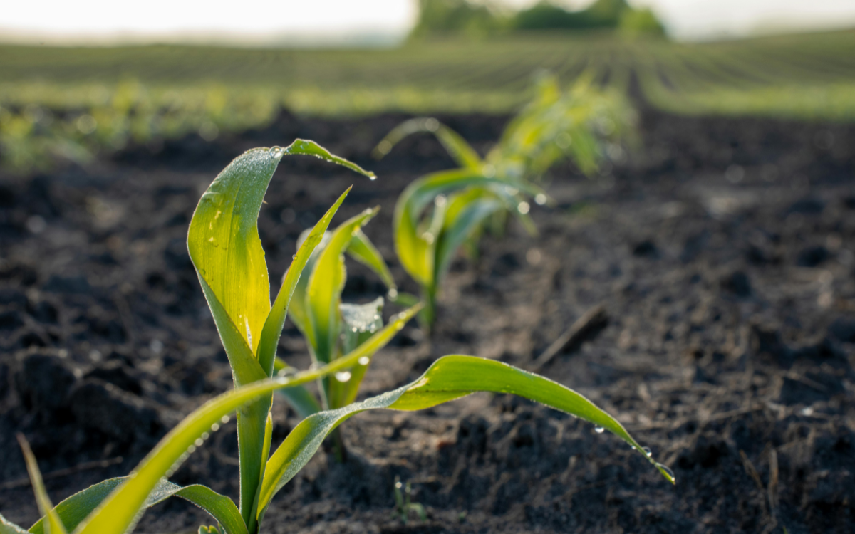 What Happens to a CRP Contract When Land Sells? A Guide for Oklahoma Land Buyers and Sellers